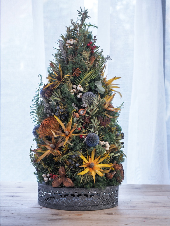 リューカデンドロンのクリスマスツリー 2枚目の画像