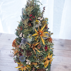 リューカデンドロンのクリスマスツリー 4枚目の画像