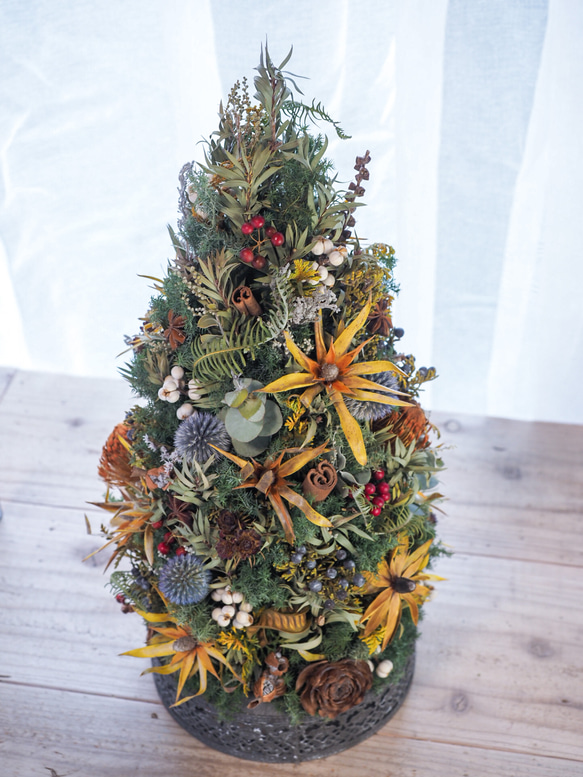 リューカデンドロンのクリスマスツリー 4枚目の画像