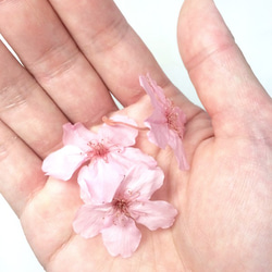 【プリザーブドフラワー／本当の桜のキューブとアロマキャンドルのギフトセット/数量限定】 7枚目の画像