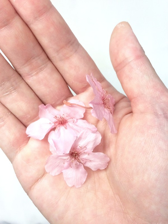 【プリザーブドフラワー／本当の桜のキューブとアロマキャンドルのギフトセット/数量限定】 7枚目の画像