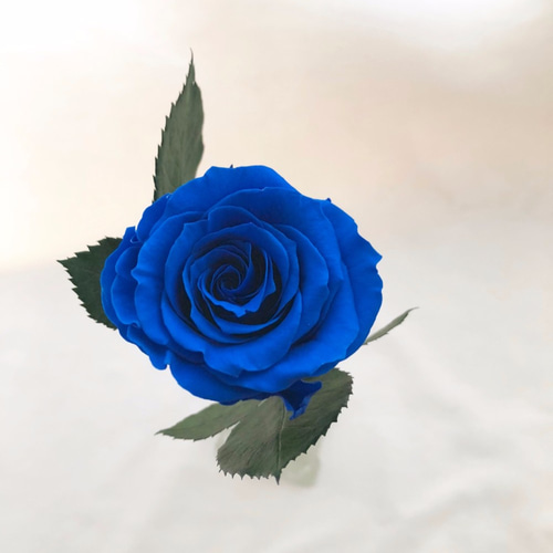 青い薔薇 様@オーダー品 x 4 青い薔薇 様@オーダー品 x 4 青い薔薇 様@オーダー品 x 4 青い薔薇