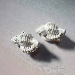 【陶土】Apple Murex 巻貝のほっこりイヤリング　蝶バネ 7枚目の画像