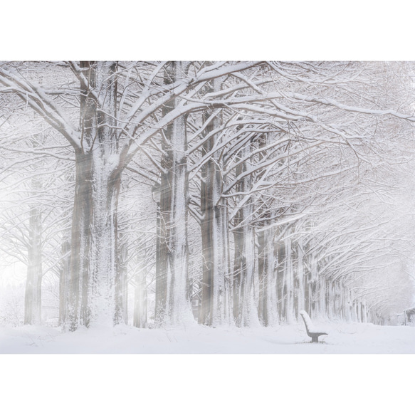 「並木雪朝」アクリルダイフィット額装A4サイズ インテリア雑貨・生活道具 ウォールデコ タペストリー・壁掛け Q1264198738(9620円)