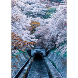 「水路青桜」アクリルダイフィット額装B2サイズ 1枚目の画像