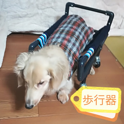 介護犬,老犬、（アン様オプション）四輪歩行器 1枚目の画像