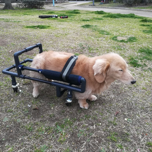 介護犬/老犬/リハビリ犬(ちな様、リングタイプ)四輪歩行器 介護犬/老犬/リハビリ犬(ちな様、リングタイプ)四輪歩行器
