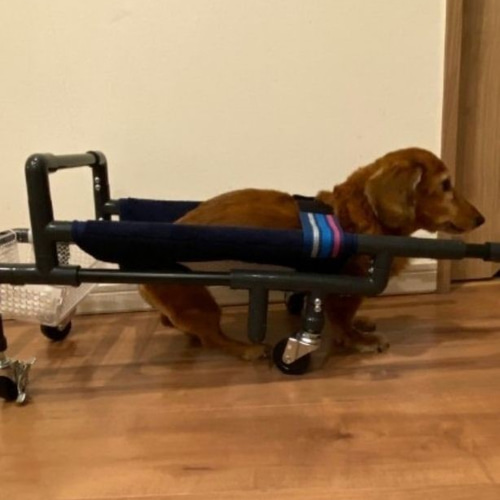 介護犬/老犬/リハビリ犬(ちな様、リングタイプ)四輪歩行器 介護犬/老犬/リハビリ犬(ちな様、リングタイプ)四輪歩行器