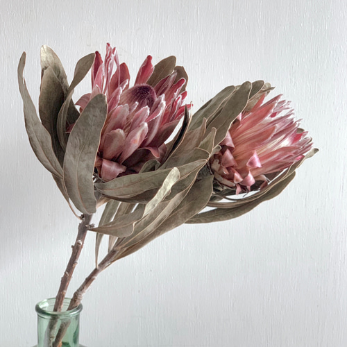 数量限定】ドライフラワー◇プロテア ピンクアイス 1P ドライフラワー
