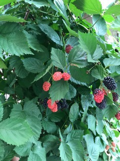 購入前に必ずごお読みくださいませ