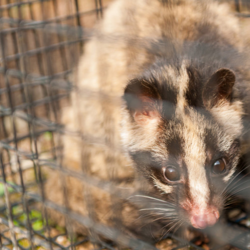 ハクビシン革 ポルティラ 白鞣し 白色 ソフト 丸革 はぎれ