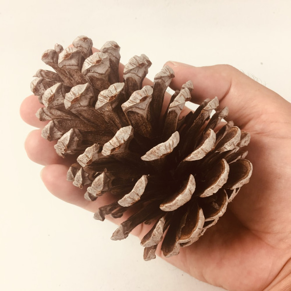 純国産 静岡県産 大王松 大きい 松ぼっくり 松かさ 長さ10～16cm