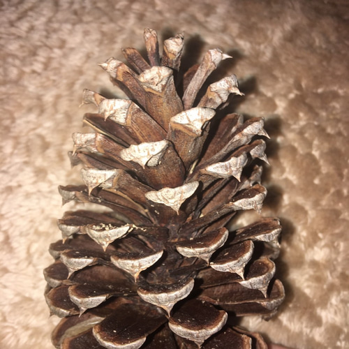 純国産 静岡県産 大王松 大きい 松ぼっくり 松かさ 長さ10～16cm