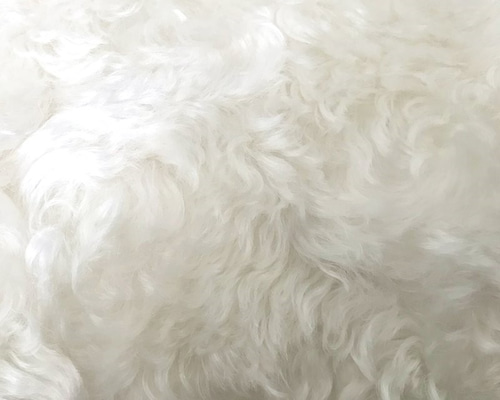 Daisy ホワイトモヘアのベルリンベア Daisy ホワイトモヘアのベルリンベア file.jpg