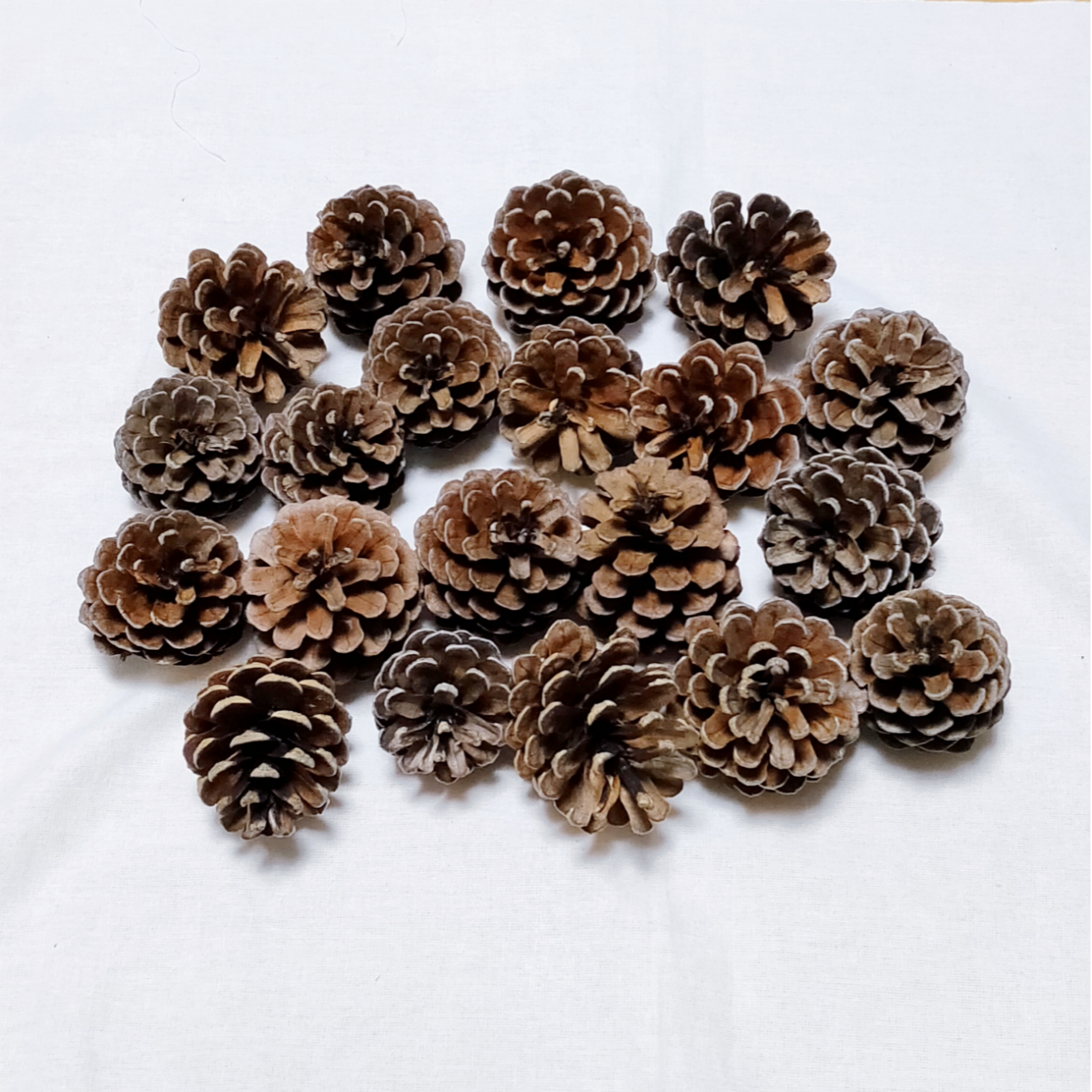 まつぼっくり様②専用商品 まつぼっくり様②専用商品