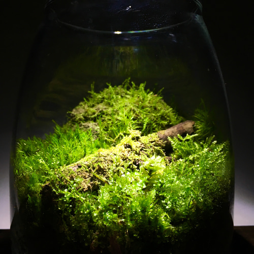 DESIGN series 】デザインシリーズ/観葉植物/苔テラリウム
