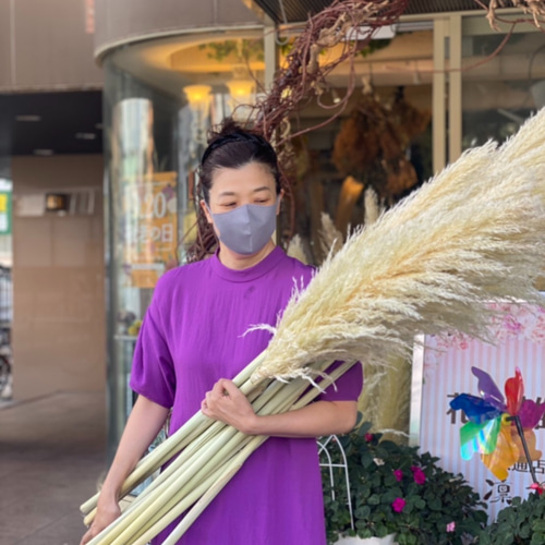 国産 特大の晩生パンパスグラス 5本セット ドライフラワー linka
