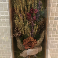 セール価格限定1セット 国産 特大の晩生パンパスグラス 10本