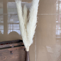 セール価格限定1セット 国産 特大の晩生パンパスグラス 10本セット