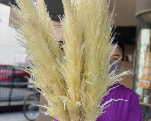 セール価格限定1セット 国産 特大の晩生パンパスグラス 10本