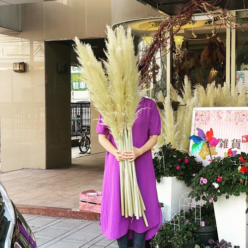 セール価格限定1セット 国産 特大の晩生パンパスグラス 10本
