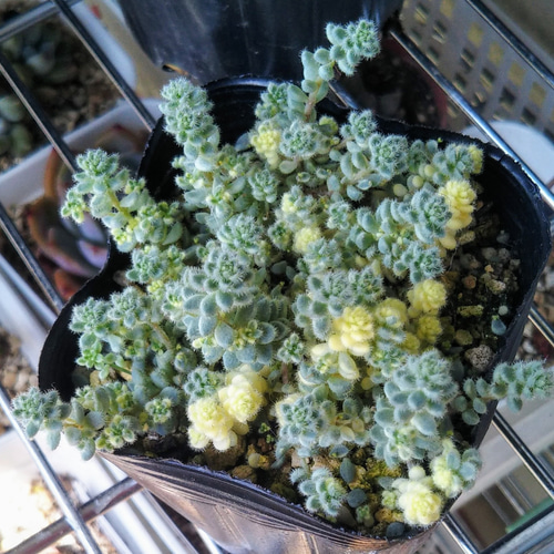 多肉植物 激レアセダム クリーム玉蛋白 5カット(カットに付き