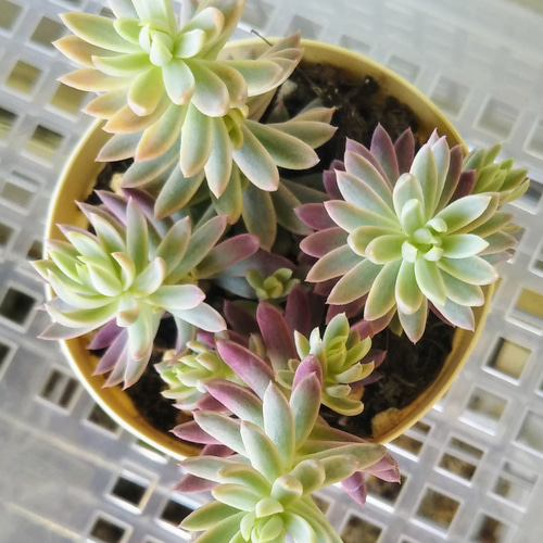 多肉植物 カメレオン錦 抜き苗 - メルカリ