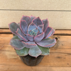 多肉植物 エケベリア フィオナ その他素材 tamosa4 通販 12098655