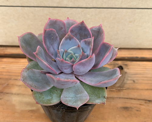 フィオナ錦 ビッグサイズ 多肉植物 エケベリア フィオナ錦 ビッグ