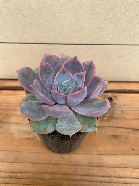 多肉植物 エケベリア フィオナ その他素材 tamosa4 通販 12098655