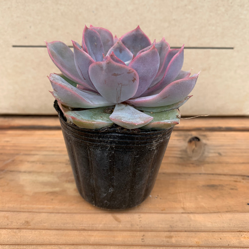 フィオナ錦　ビッグサイズ　多肉植物　エケベリア 多肉植物 エケベリア フィオナ その他素材 tamosa4 通販 12098655