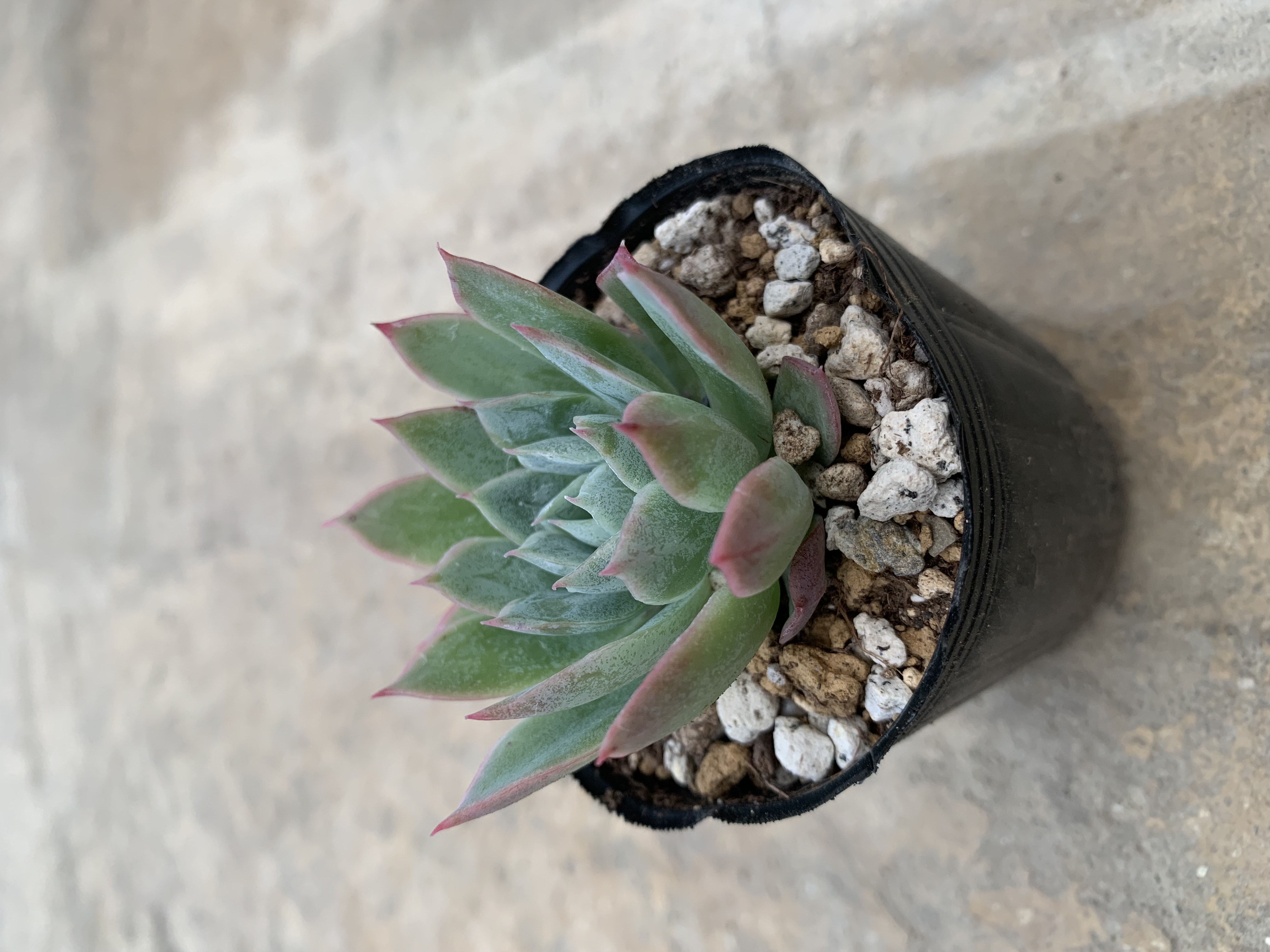 多肉植物 寄せ植え（ブラッドブリアナ） 多肉植物 エケベリア ブラッドブリアナ その他素材 tamosa4 通販