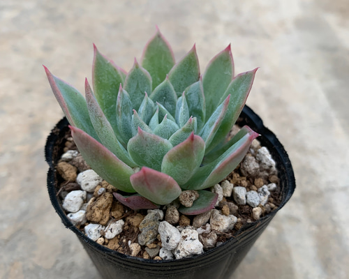 多肉植物 エケベリア ブラッドブリアナ その他素材 tamosa4 通販