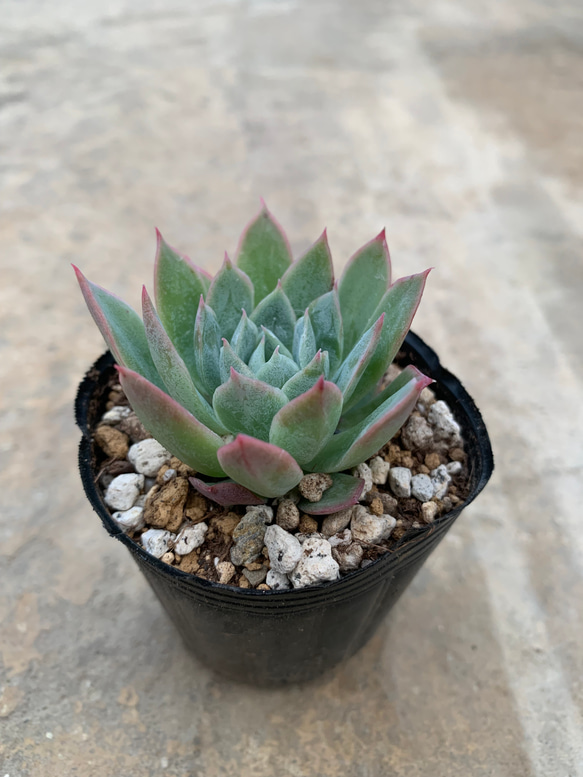 多肉植物 エケベリア ブラッドブリアナ その他素材 tamosa4 通販