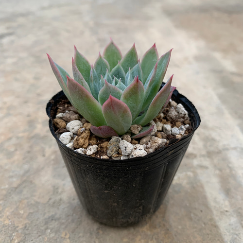 多肉植物 エケベリア ブラッドブリアナ その他素材 tamosa4 通販