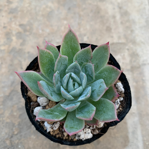 多肉植物 エケベリア ブラッドブリアナ その他素材 tamosa4 通販