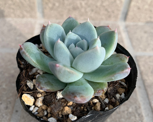 多肉植物 エケベリア 氷山 その他素材 tamosa4 通販 13006428｜Creema