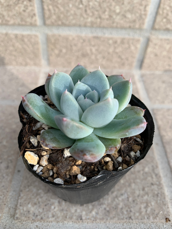 多肉植物　エケベリア　氷山　大きめ　抜き苗 多肉植物 エケベリア 氷山 大きめ 抜き苗 観葉植物