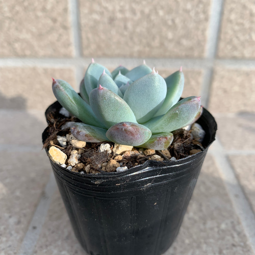 多肉植物 エケベリア 氷山 その他素材 tamosa4 通販 13006428｜Creema