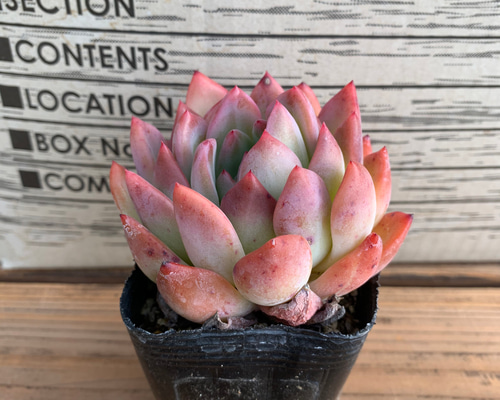 多肉植物　ブルーシャトー　抜き苗　エケベリア 多肉植物 ブルーシャトー 抜き苗 エケベリア ブルーシャトウ