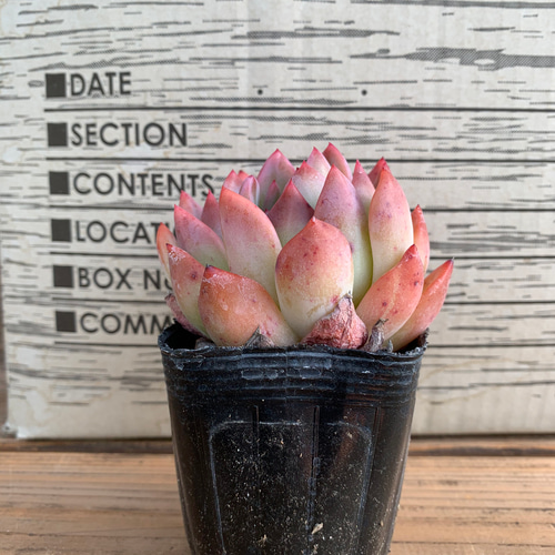 多肉植物　ブルーシャトー　抜き苗　エケベリア ブルーシャトウ | TOMOZOO