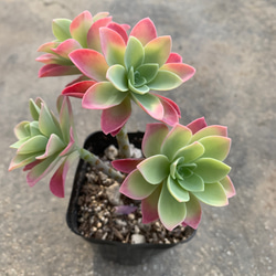 多肉 セダム 薄化粧 その他素材 tamosa4 通販 9319130｜Creema(クリーマ)