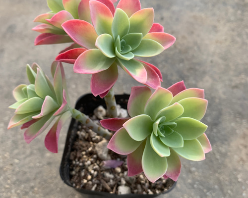 0_2598db6734ed7fa089f0b7ee2b5e