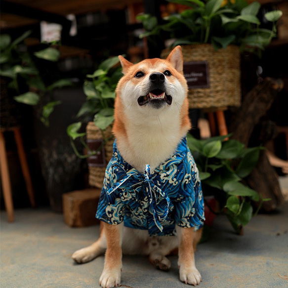 夏服新作　犬服　和柄　波柄　シャツ　フレンチブルドッグ　トイプードル　柴犬　パグ 9枚目の画像