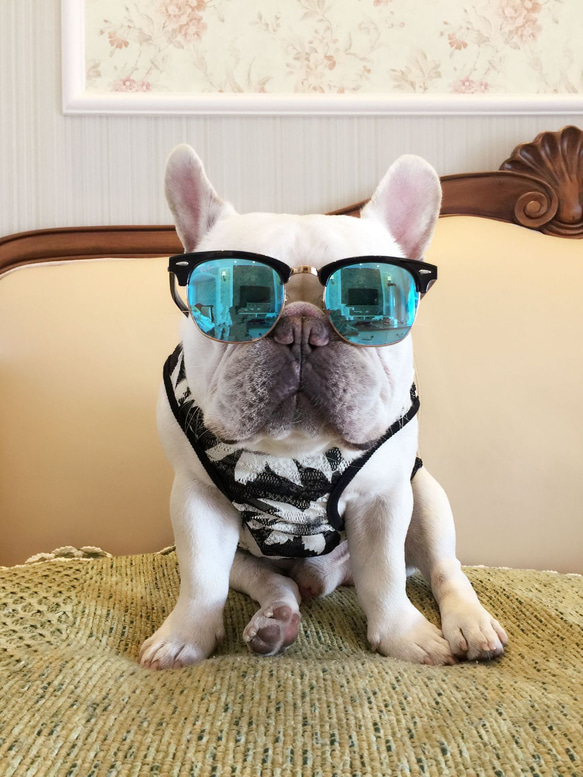 夏服新作　犬服　フレンチブルドッグ　トイプードル　パグ　柴犬　ボストンテリア 3枚目の画像