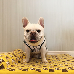 夏服新作　犬服　フレンチブルドッグ　トイプードル　パグ　柴犬　ボストンテリア 2枚目の画像