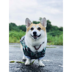 犬服　レインコート　フレンチブルドッグ　トイプードル　チワワ　コーギー　柴犬 2枚目の画像