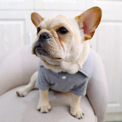 夏服新作　犬服　ポロシャツ　フレンチブルドッグ　パグ　ボストンテリア　コーギー 4枚目の画像