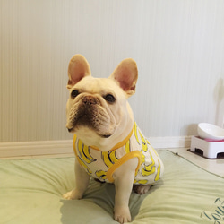 犬服　夏服　フレンチブルドッグ　トイレ　ポメラニアン　シーズー　パグ　コーギー 3枚目の画像