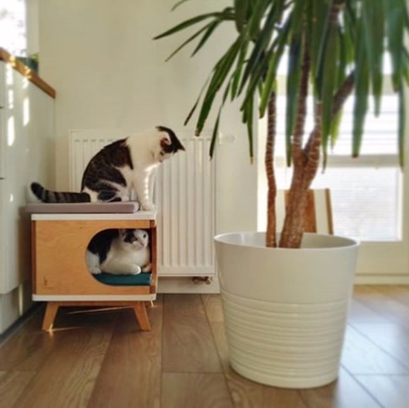 受注製作｜木製 猫ベッド キャットハウス ミッドセンチュリー コーヒーテーブル スタイリッシュ 北欧 猫ベッド② 6枚目の画像